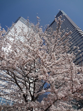 晴海トリトンの公園01