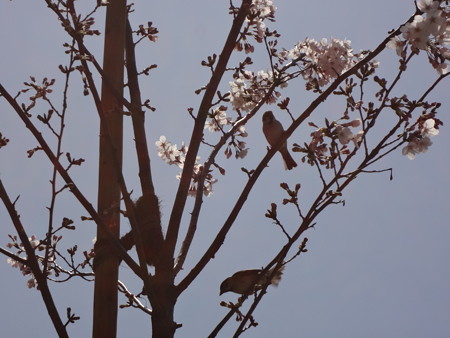 桜の苗木にスズメ