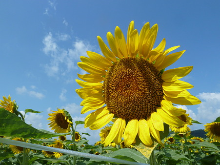 佐用ひまわり2011 013