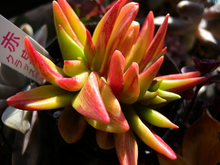 Crassula cv.