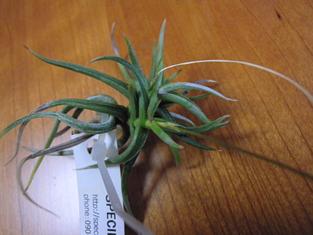 Tillandsia funebris