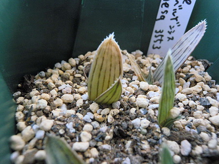 Aloe karasbergensis