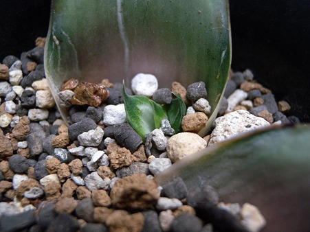Gasteria white OX