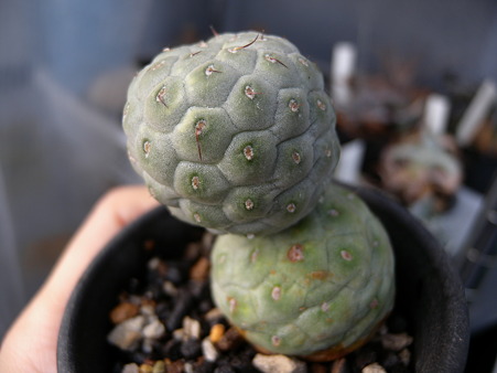 Tephrocactus geometricus