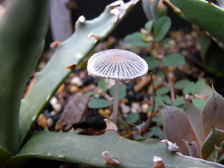 DSCN4572