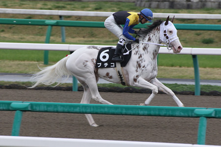 ブチコ 返し馬(15/04/05・伏竜ステークス)