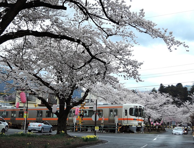 桜と飯田線＃４