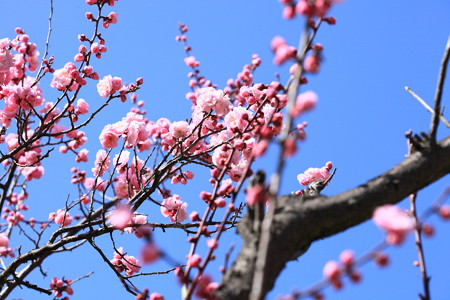 霞城公園の梅満開