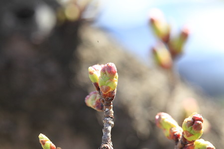 もう少しで桜は咲きそうかな？