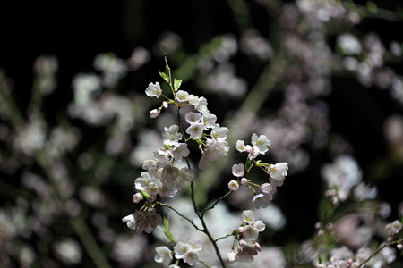 ４月11日の霞城公園の桜