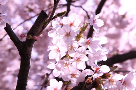 18日朝の馬見ヶ崎さくらラインの桜