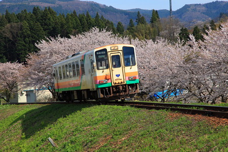 荒砥駅付近フラワー長井線と桜２