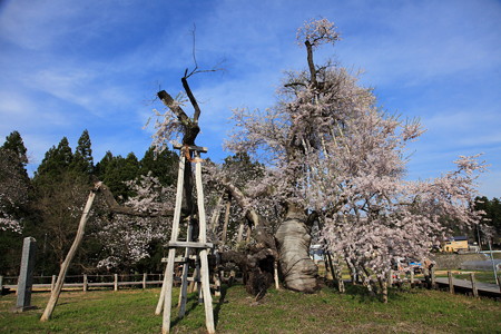 樹齢1200年国天然記念物久保桜