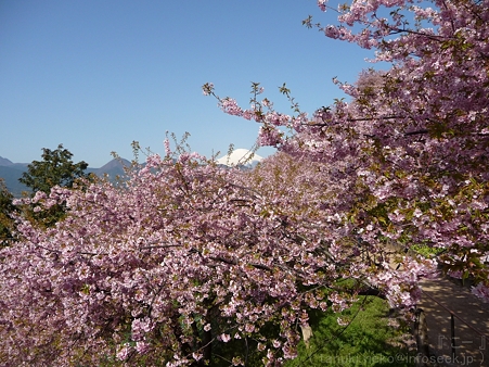 120329-松田山 河津桜 (21)
