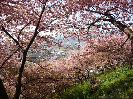 120329-松田山 河津桜 (73)