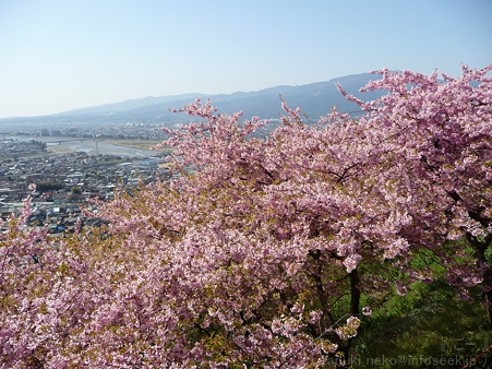 120329-松田山 河津桜 (104)