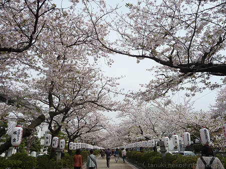 120413-八幡さま (3)