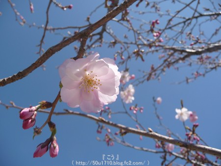 150325-桜 (6)