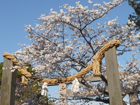 150328-伊勢山皇大神宮 (28)