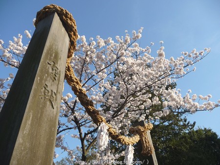 150328-伊勢山皇大神宮 (35)