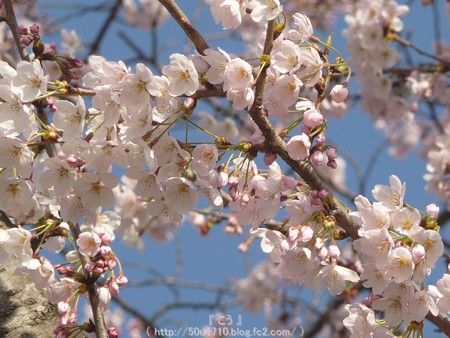 150331-桜 海軍道路 (18)