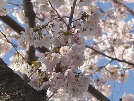 150331-桜 海軍道路 (27)