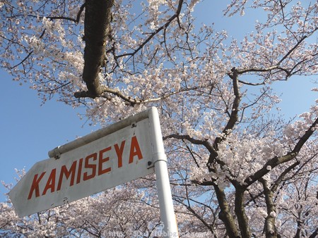 150331-桜 海軍道路 (30)