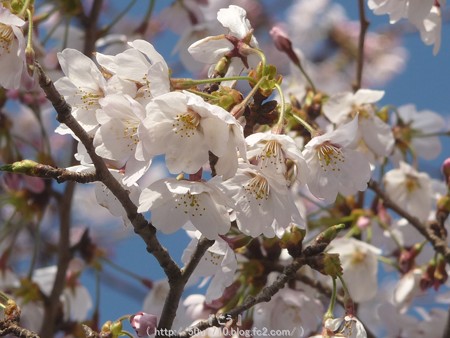150331-桜 海軍道路 (32)