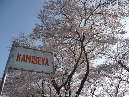 150331-桜 海軍道路 (55)