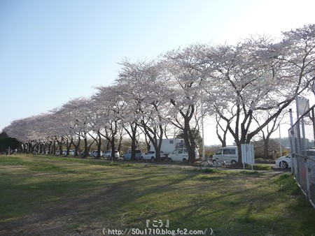 150331-桜 海軍道路 (63)