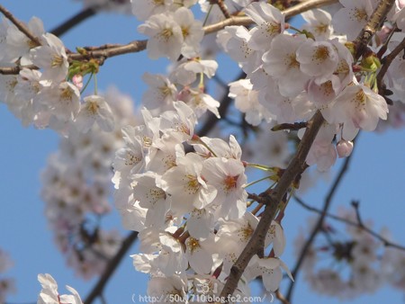 150331-桜 海軍道路 (67)