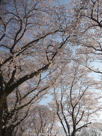 150331-桜 海軍道路 (69)
