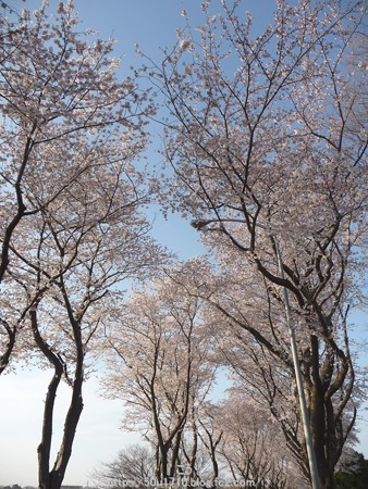 150331-桜 海軍道路 (70)