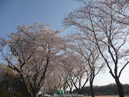 150331-桜 海軍道路 (71)