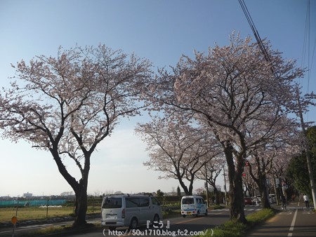150331-桜 海軍道路 (74)