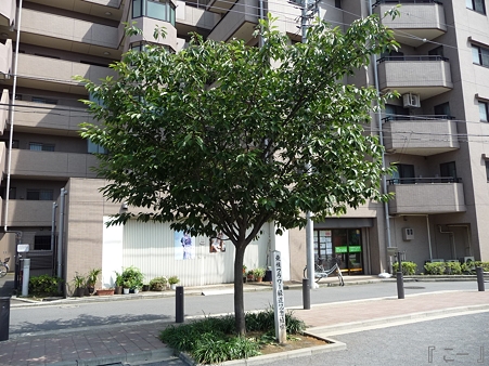 110622-東横廃線 東白楽→反町 (26)