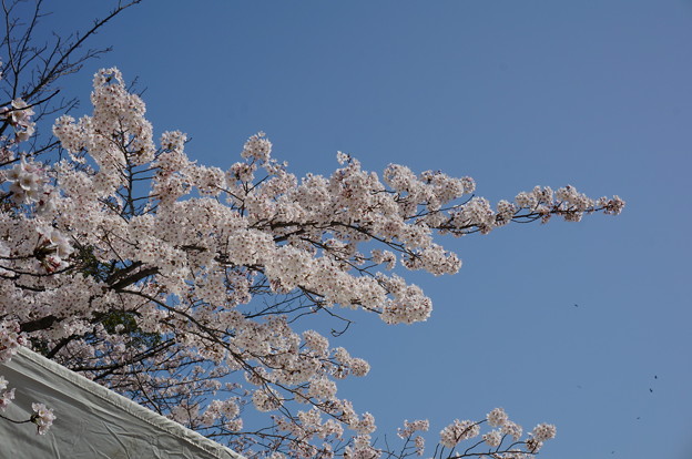 2015年3月30日 西公園 桜 福岡 さくら 写真 (6)