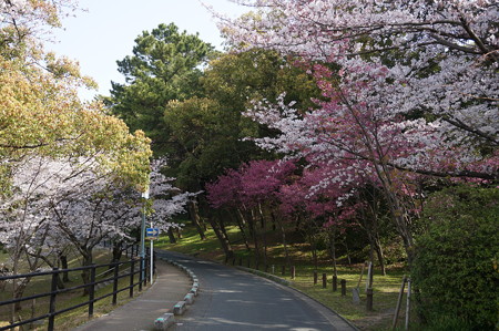 2015年3月30日 西公園 桜 福岡 さくら 写真 (27)