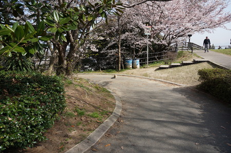 2015年3月30日 西公園 桜 福岡 さくら 写真 (37)