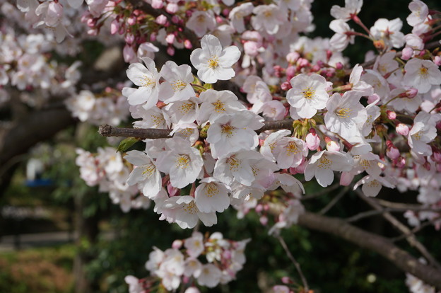 2015年3月30日 西公園 桜 福岡 さくら 写真 (59)