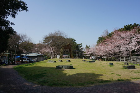 2015年3月30日 西公園 桜 福岡 さくら 写真 (66)