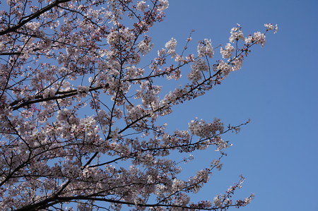2015年3月30日 西公園 桜 福岡 さくら 写真 (68)