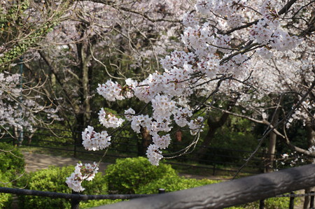 2015年3月30日 西公園 桜 福岡 さくら 写真 (82)