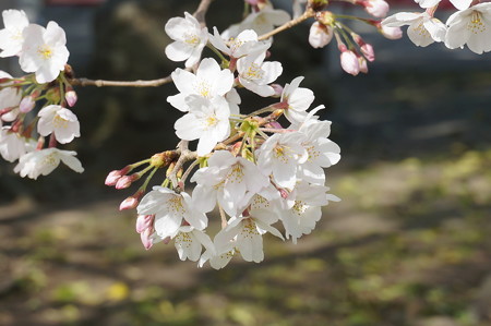 2015年3月30日 西公園 桜 福岡 さくら 写真 (105)