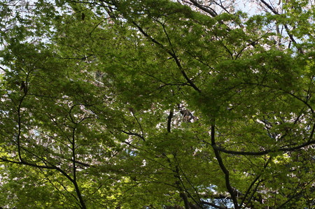2015年3月30日 西公園 桜 福岡 さくら 写真 (125)