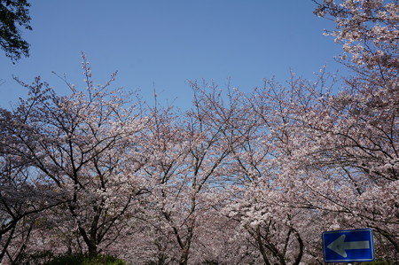 2015年3月30日 西公園 桜 福岡 さくら 写真 (129)