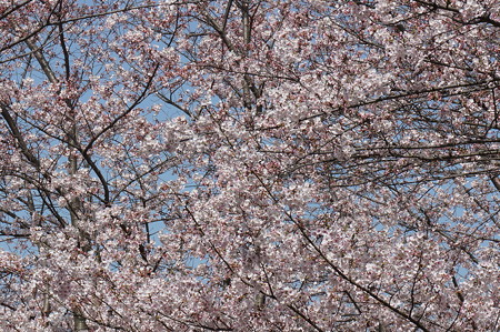 2015年3月30日 西公園 桜 福岡 さくら 写真 (131)