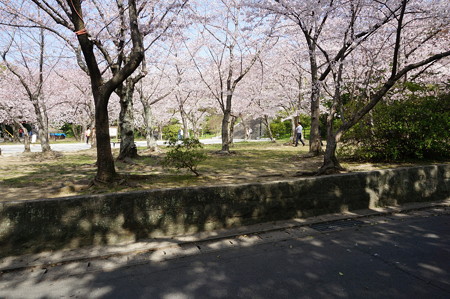 2015年3月30日 西公園 桜 福岡 さくら 写真 (134)