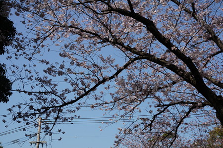 2015年3月30日 西公園 桜 福岡 さくら 写真 (137)