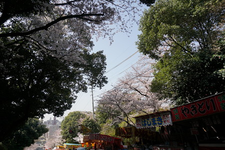 2015年3月30日 西公園 桜 福岡 さくら 写真 (143)